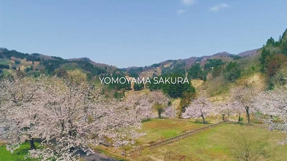 YOMOYAMA SAKURA　ドローン空撮