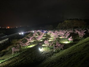 刈羽村様 桃の花ライトアップイベント