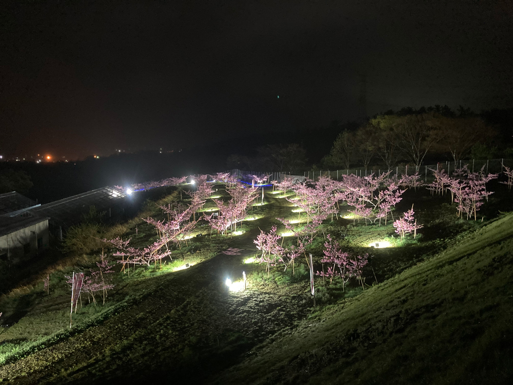 刈羽村様 桃の花ライトアップイベント