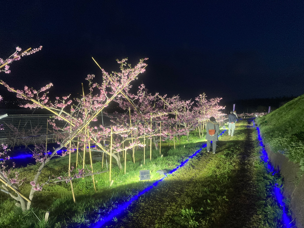 刈羽村様 桃の花ライトアップイベント-0